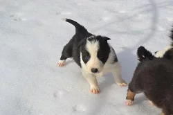 BORDER KOLIE
