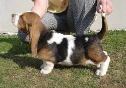Bassethound s PP