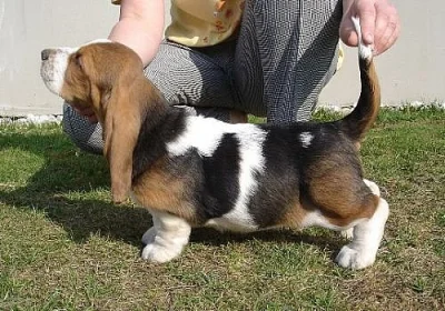Bassethound s PP