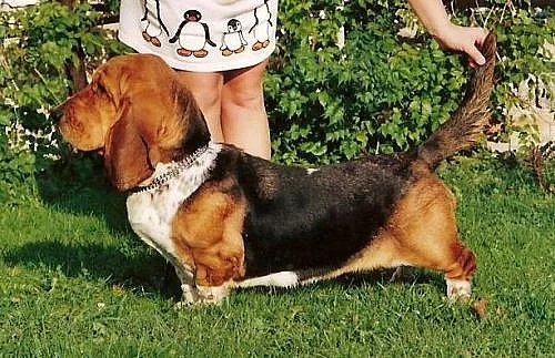 Bassethound s PP