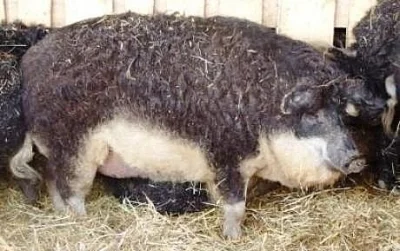 Mangalica