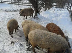 Mangalica