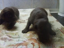FLAT COATED RETRIEVER