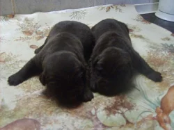 FLAT COATED RETRIEVER