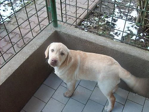 LABRADOR RETRIEVER