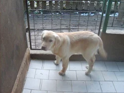 LABRADOR RETRIEVER