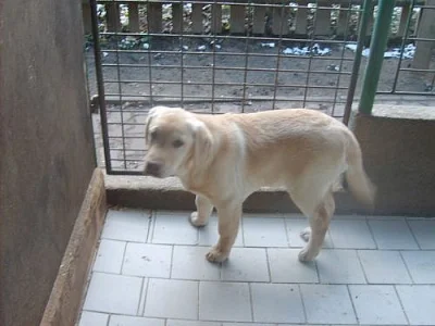 LABRADOR  RETRIEVER