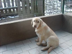 LABRADOR RETRIEVER