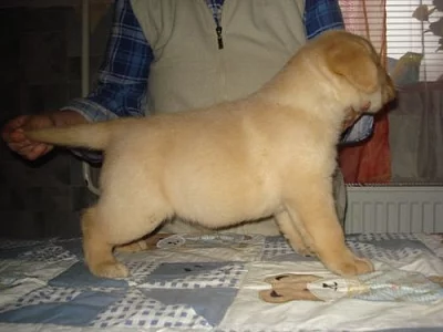 Labradorský retriever s PP