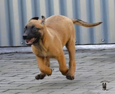 Belgický ovčák - MALINOIS