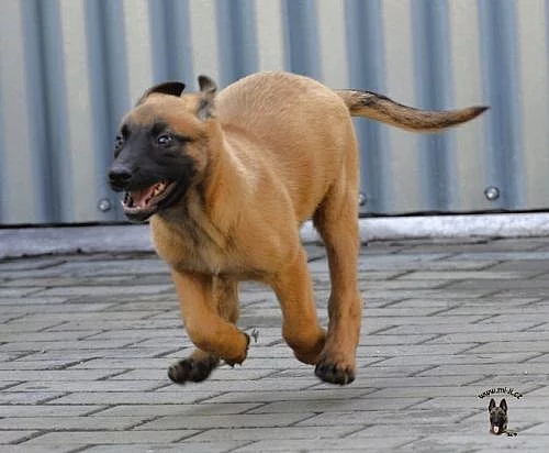 Belgický ovčák - MALINOIS