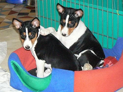 Basenji štěnata s PP