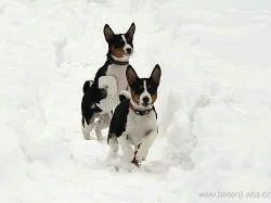 Basenji štěnata s PP