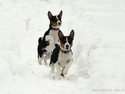 Basenji štěnata s PP