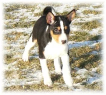 Basenji štěnata s PP