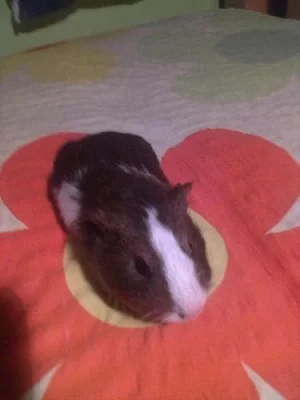 Prodám dvě morčata!!!