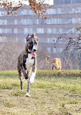 whippet- štěňátko