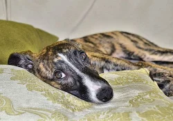 whippet- štěňátko