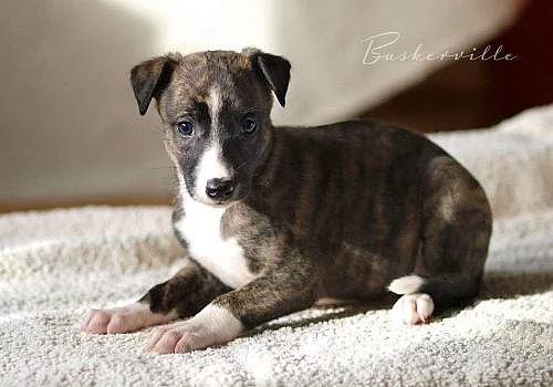 whippet- štěňátko