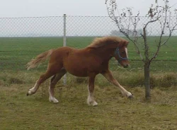 Hezký koník welsh pony sekce B