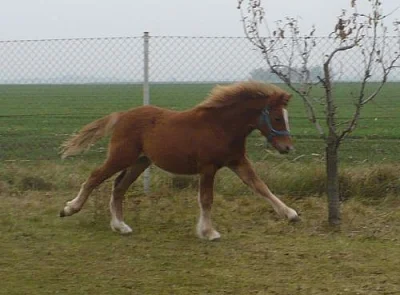 Hezký koník welsh pony sekce B