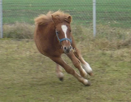 Hezký koník welsh pony sekce B