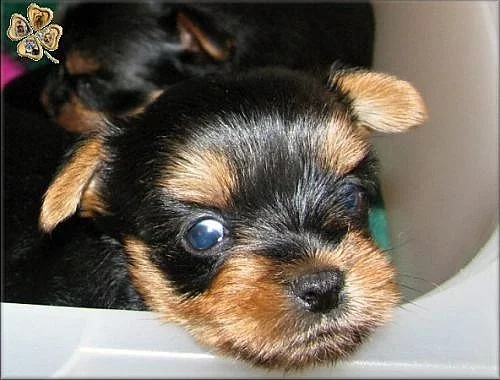Yorkshire terrier s PP