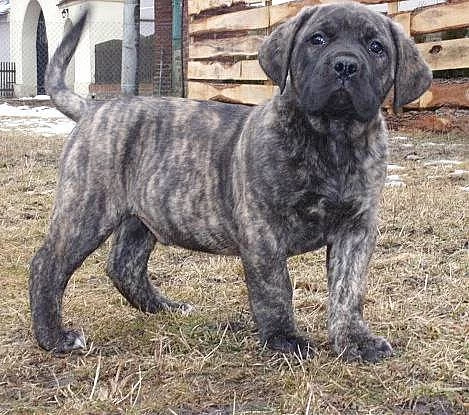 BOERBOEL s PP