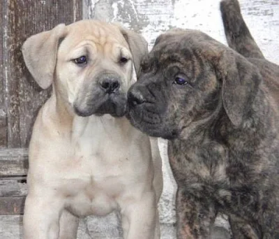 BOERBOEL s PP
