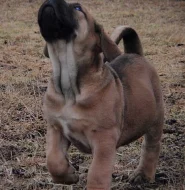 BOERBOEL s PP