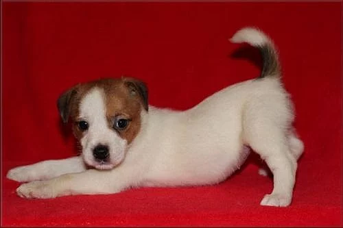 Jack russell terier s PP