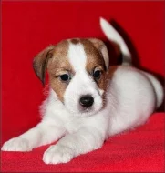 Jack russell terier s PP