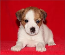Jack russell terier s PP