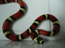 Lampropeltis triang.hondurensis
