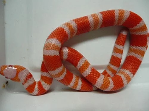 Lampropeltis triang.hondurensis