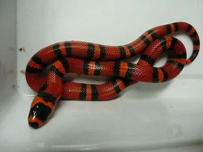 Lampropeltis triang.hondurensis