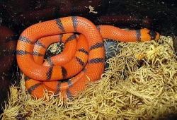 Užovky a korálovky NZ 2011