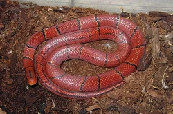 Užovky a korálovky NZ 2011