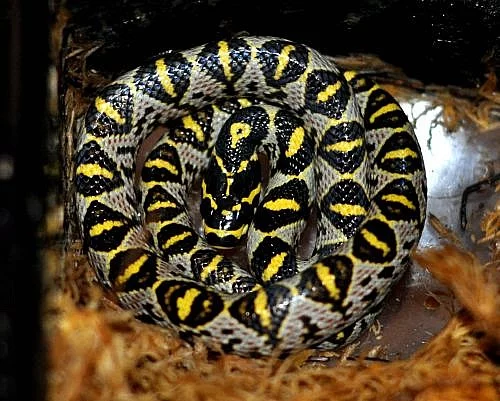 Užovky a korálovky NZ 2011