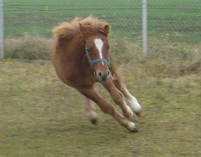 Hezký welsh pony sekce B