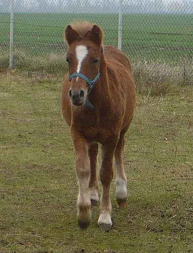 Hezký welsh pony sekce B