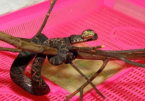 Hadi Corallus hortulanus