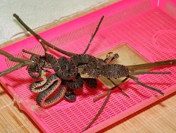 Hadi Corallus hortulanus