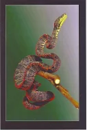 Hadi Corallus hortulanus