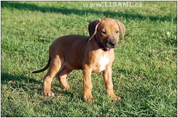 Rhodesian Ridgeback