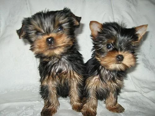 Jorkšírský teriér