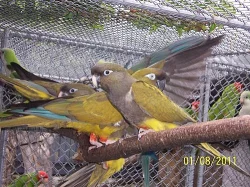 patagónsky, aratinga tmavohlavá