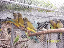 patagónsky, aratinga tmavohlavá