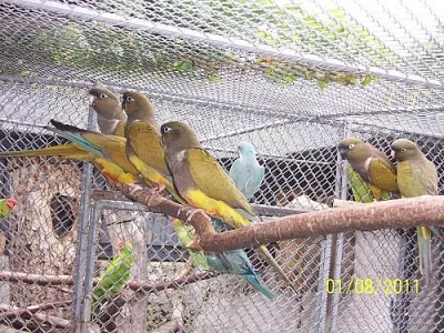 patagónsky, aratinga tmavohlavá