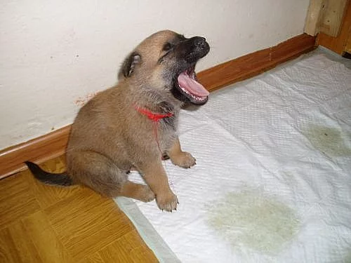 Belgický ovčák malinois - štěňátka s PP